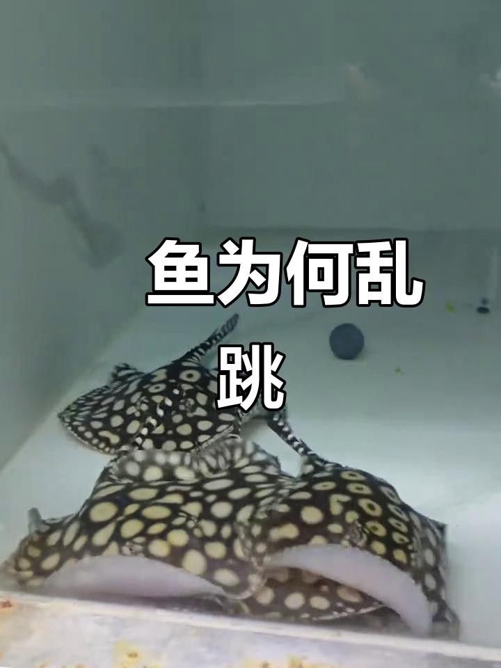 龍魚和魟魚常見疾病的病因、癥狀及治療方法全解析，魚和魟魚常見疾病的病因、癥狀及治療方法全解析