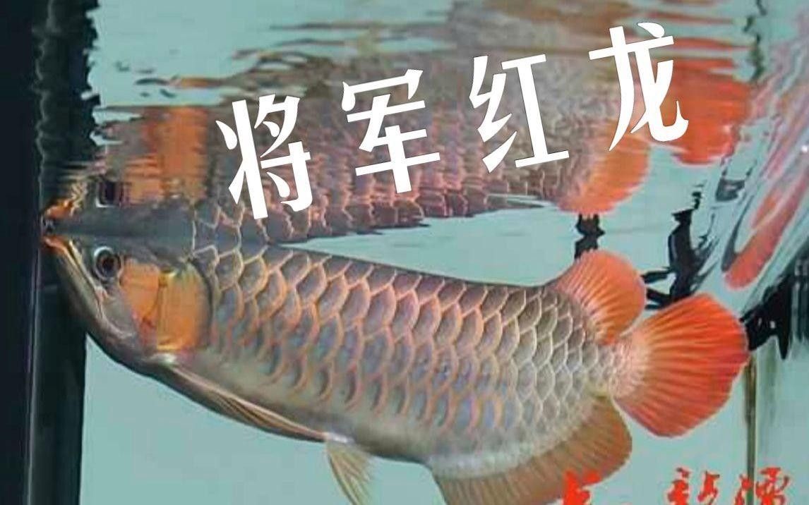 紅龍魚品牌有哪些，紅龍魚品牌包括哪些