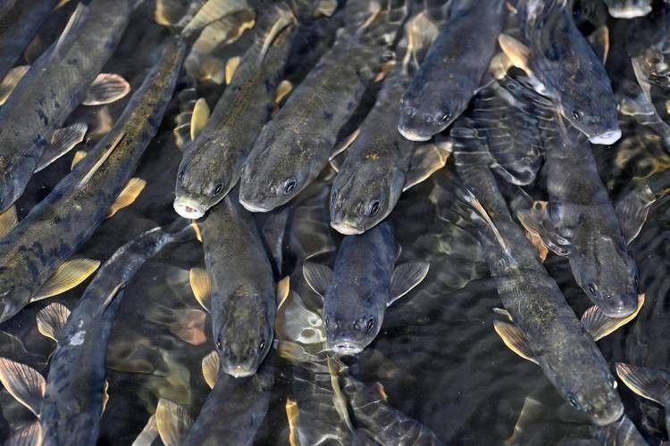 甘肅省有哪些著名魚類，甘肅省內一些著名的魚類烹飪方法有哪些著名的魚類