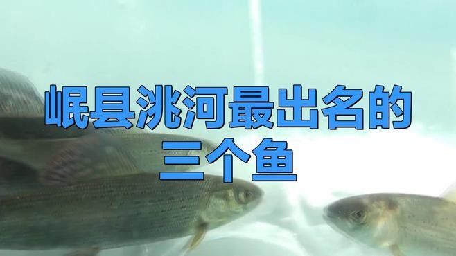 甘肅省有哪些著名魚類，甘肅省內一些著名的魚類烹飪方法有哪些著名的魚類