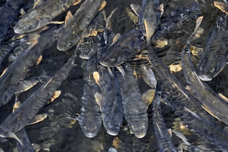 甘肅省有哪些著名魚類，甘肅省內一些著名的魚類烹飪方法有哪些著名的魚類
