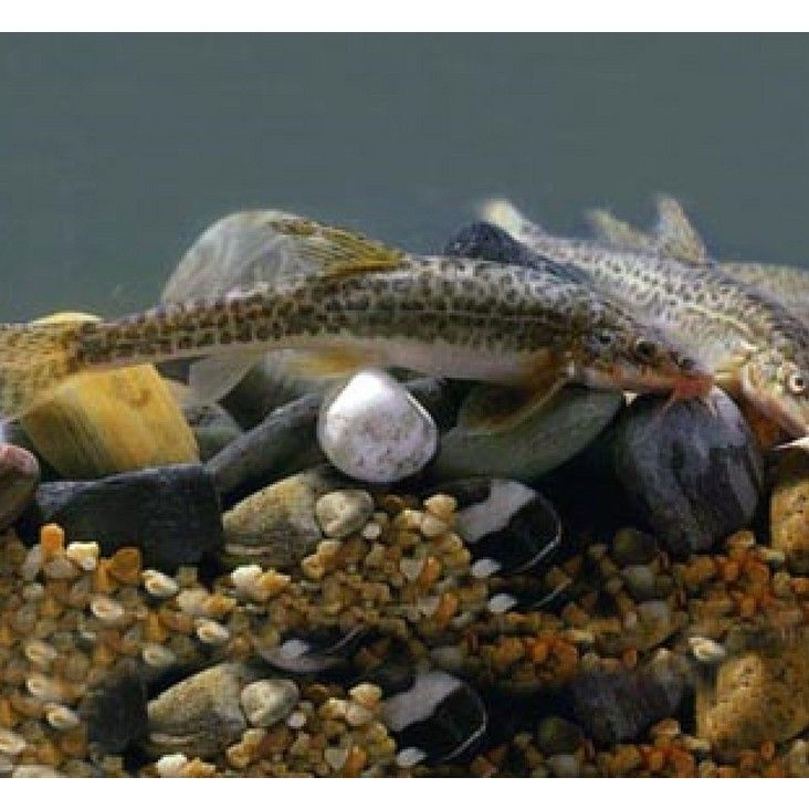 甘肅省有哪些著名魚類，甘肅省內一些著名的魚類烹飪方法有哪些著名的魚類