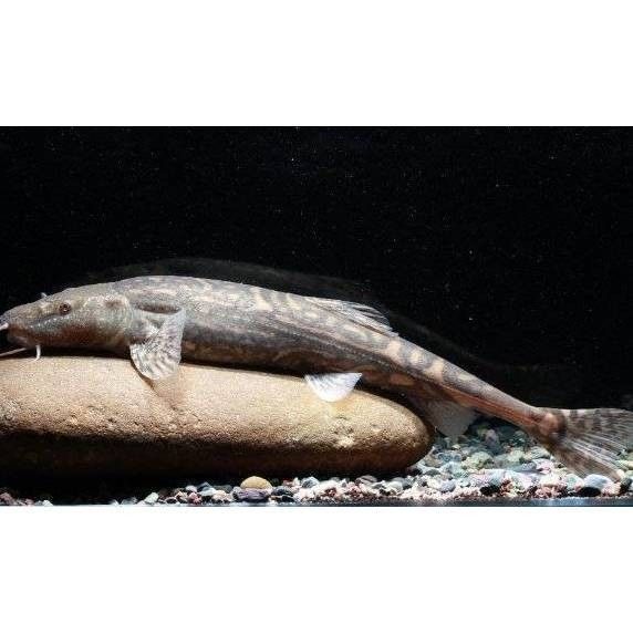 甘肅省有哪些著名魚類，甘肅省內一些著名的魚類烹飪方法有哪些著名的魚類
