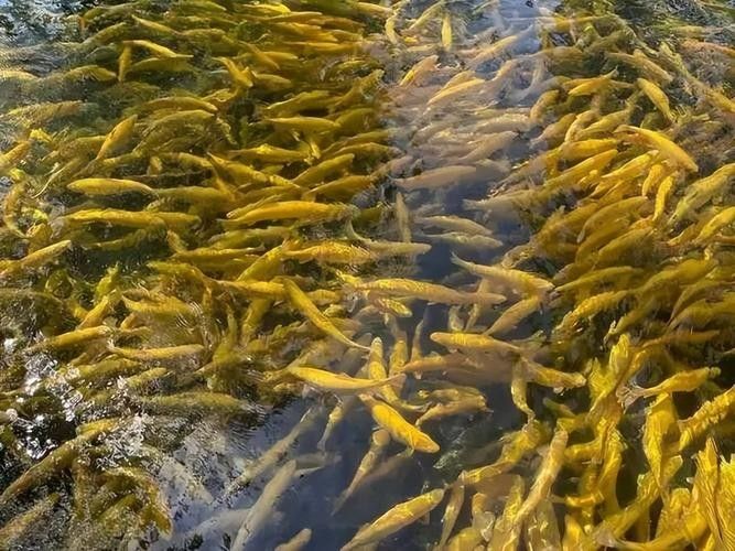 甘肅省有哪些著名魚類，甘肅省內一些著名的魚類烹飪方法有哪些著名的魚類