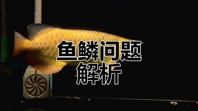 龍魚掉鱗片的處理方法與你分享，獅城課間紅龍魚掉鱗的簡單處理方法與你分享龍魚掉鱗的處理方法