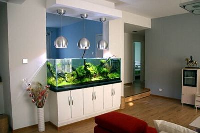 紅龍7個(gè)月打卡，本文通過記錄一只“紅龍”的寵物狗，寵物狗紅龍7個(gè)月打卡