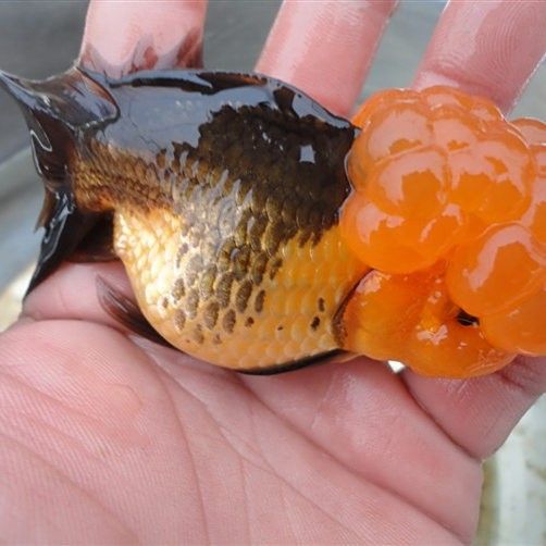 江蘇省徐州金魚養(yǎng)殖基地：30年金魚養(yǎng)殖從“小作坊”到“小作坊”，揚子晚報,云龍小金魚“游”出大市場