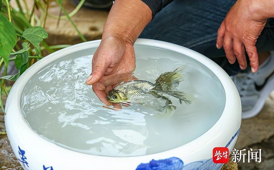 江蘇省徐州金魚養(yǎng)殖基地：30年金魚養(yǎng)殖從“小作坊”到“小作坊”，揚子晚報,云龍小金魚“游”出大市場