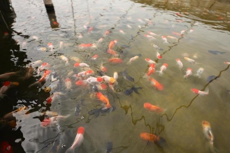 江蘇省徐州金魚養(yǎng)殖基地：30年金魚養(yǎng)殖從“小作坊”到“小作坊”，揚子晚報,云龍小金魚“游”出大市場