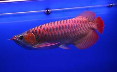 龍魚圖騰圖片高清圖片高清圖大全，龍魚圖騰圖片高清圖大全，精美的龍魚圖騰圖片高清圖大全