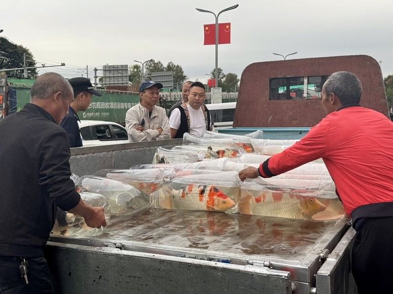 龍泉驛紅龍魚的價格是多少？，紅龍魚的價格是多少？ 龍泉驛紅龍魚的價格是多少？，紅龍魚的價格是多少？ 觀賞魚百科 第7張