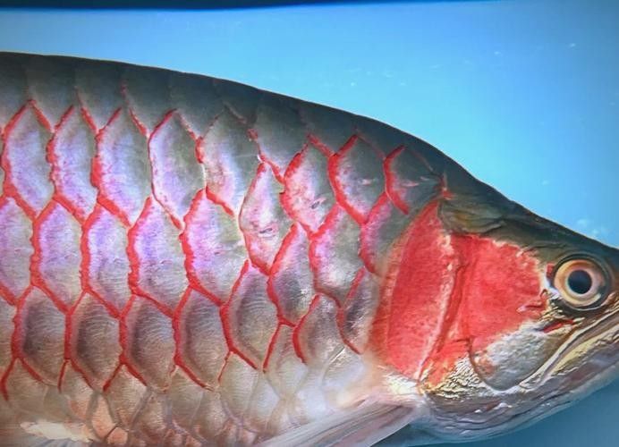 龍魚病毒性感染通常表現(xiàn)為體表及內(nèi)部組織的嚴重病變，龍魚病毒性感染如何治療？