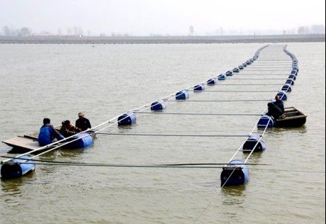 濉溪龍魚的市場價格是多少？，濉溪龍魚有哪些知名品牌？