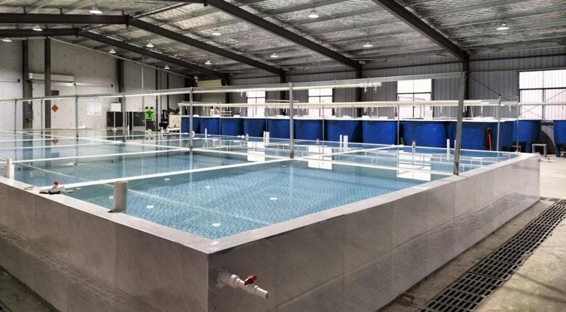 濉溪龍魚的市場價格是多少？，濉溪龍魚有哪些知名品牌？