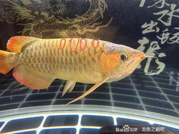 紅龍魚苗一年能長多大？，紅龍魚一年能長多大