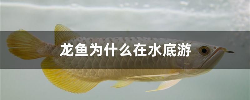 龍魚在水底游動的原因可以從多個角度理解：龍魚是底棲性魚類，為什么龍魚在水底游動？