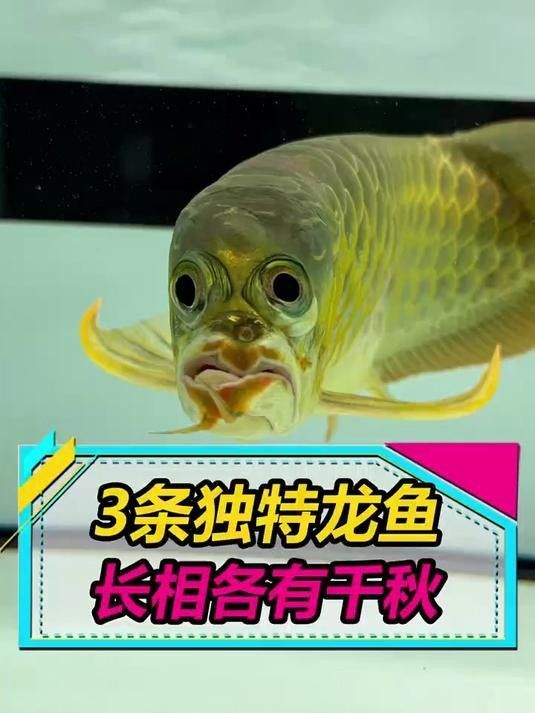 馬爾康龍魚和龍鱗魚哪個更稀有？，江蘇男子釣到近純黑“龍鱗鯉”,網友：這條估價8萬!