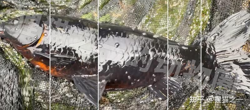 馬爾康龍魚和龍鱗魚哪個更稀有？，江蘇男子釣到近純黑“龍鱗鯉”,網友：這條估價8萬!