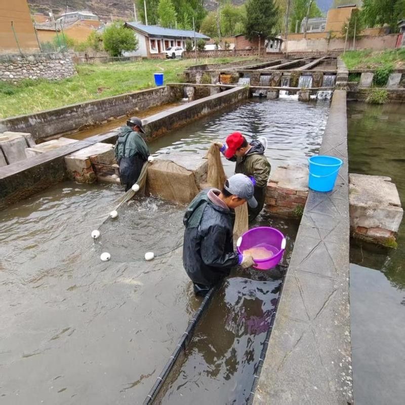 甘南龍魚的養(yǎng)殖技術(shù)有哪些？，甘南龍魚的養(yǎng)殖技術(shù)