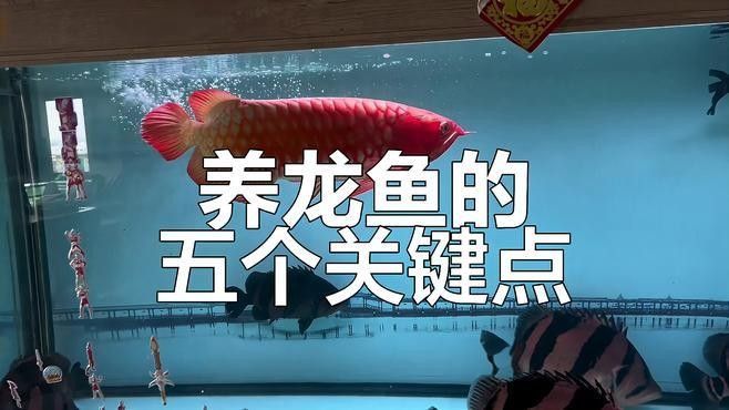 甘南龍魚的養(yǎng)殖技術(shù)有哪些？，甘南龍魚的養(yǎng)殖技術(shù)