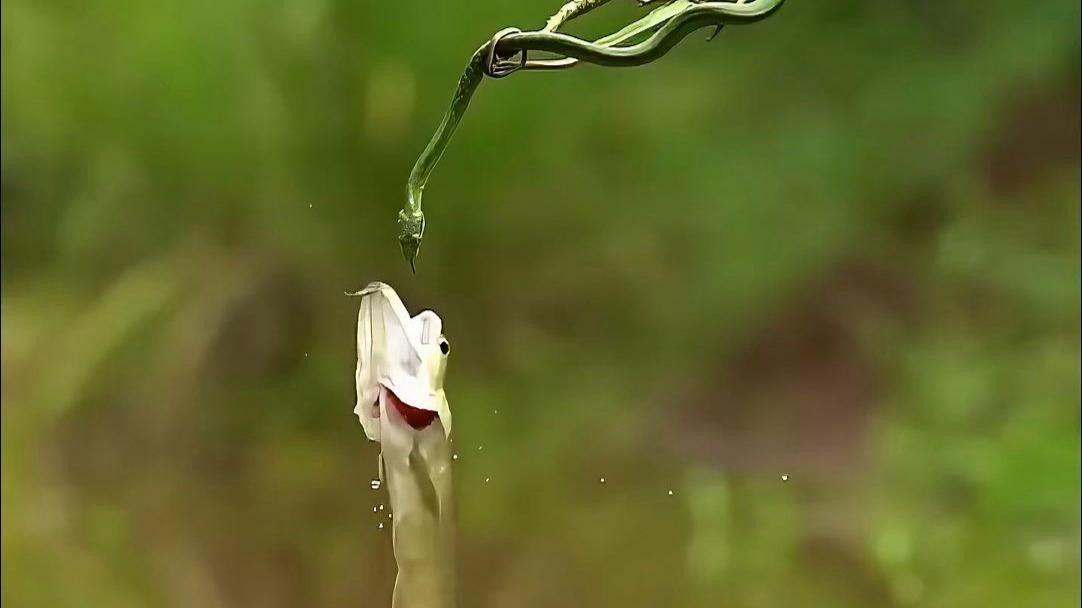 銀龍魚(yú)繁殖時(shí)有哪些行為，銀龍魚(yú)的混養(yǎng)注意事項(xiàng)，銀龍魚(yú)的品種差異或飼養(yǎng)技巧，銀龍魚(yú)的混養(yǎng)注意事項(xiàng)