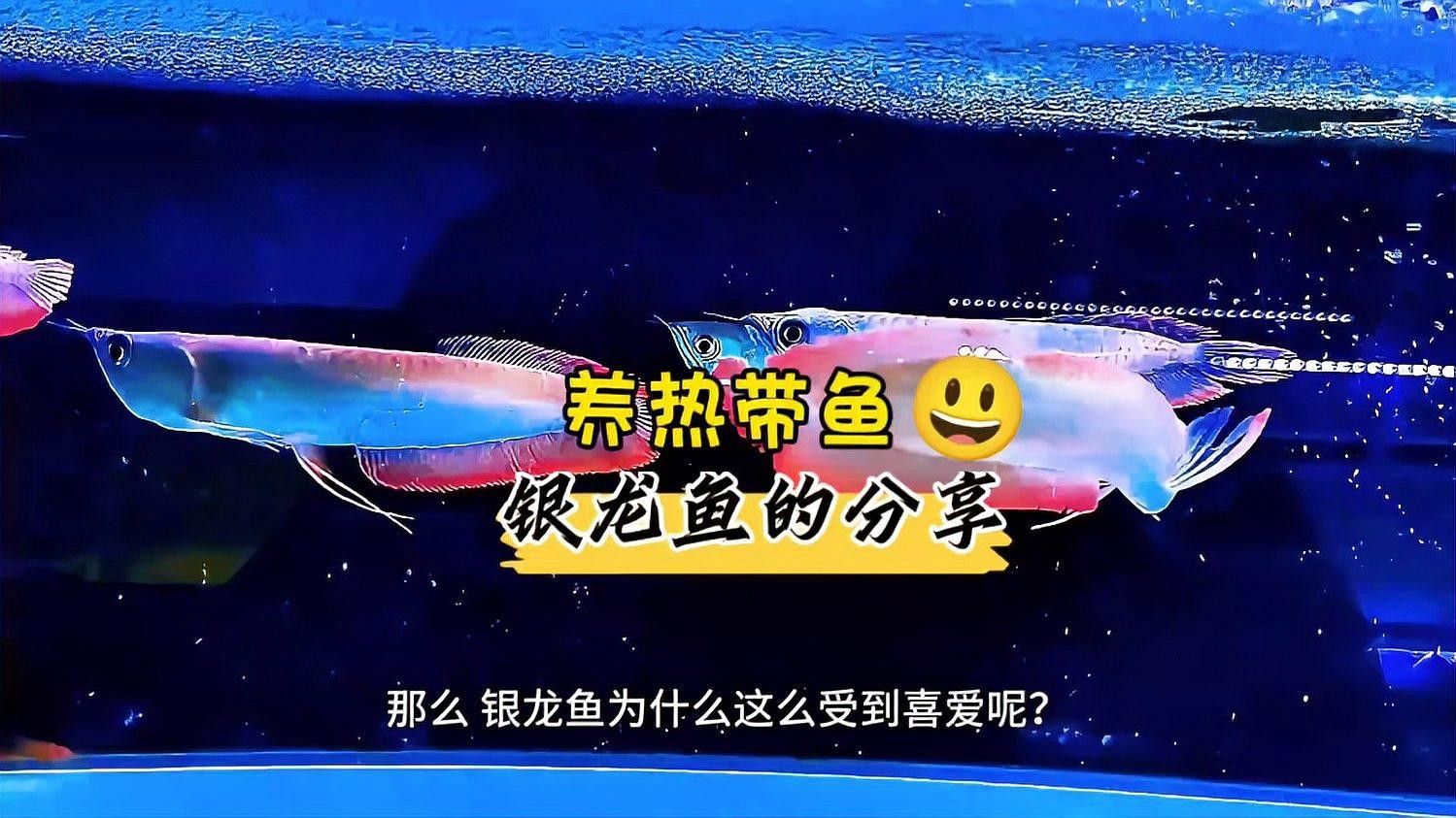 銀龍魚(yú)繁殖時(shí)有哪些行為，銀龍魚(yú)的混養(yǎng)注意事項(xiàng)，銀龍魚(yú)的品種差異或飼養(yǎng)技巧，銀龍魚(yú)的混養(yǎng)注意事項(xiàng)