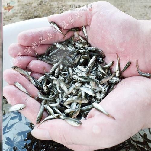 小龍魚(yú)幼苗圖片展示了一種色彩斑斕的魚(yú)類(lèi)——，——小龍魚(yú)幼苗圖片展示