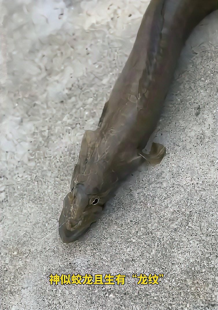 海南男子釣上龍形魚，青銅色皮膚生有“龍紋”，網友：小青龍野釣，李滄龍魚是哪種龍魚的俗稱？