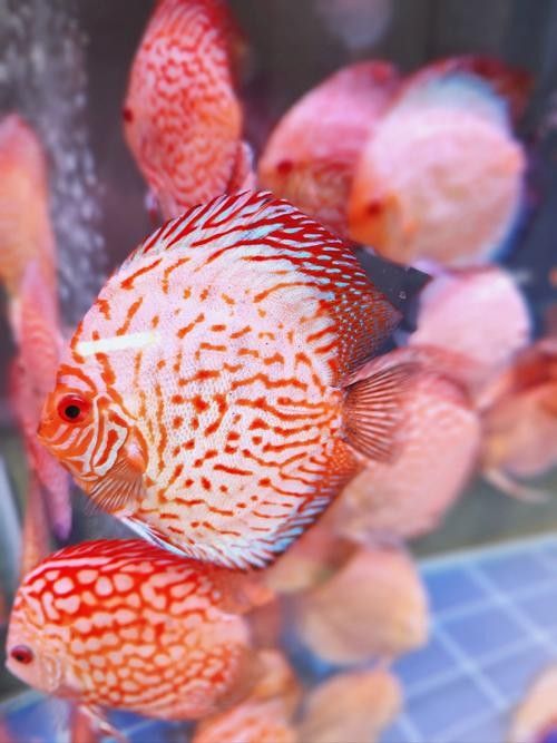 海南三亞金魚養殖的現狀及其面臨的挑戰，網友：這真是大自然的饋贈，臺風“蝴蝶”過后,眾多海貨被刮到海灘,網友:這真是大自然的饋贈