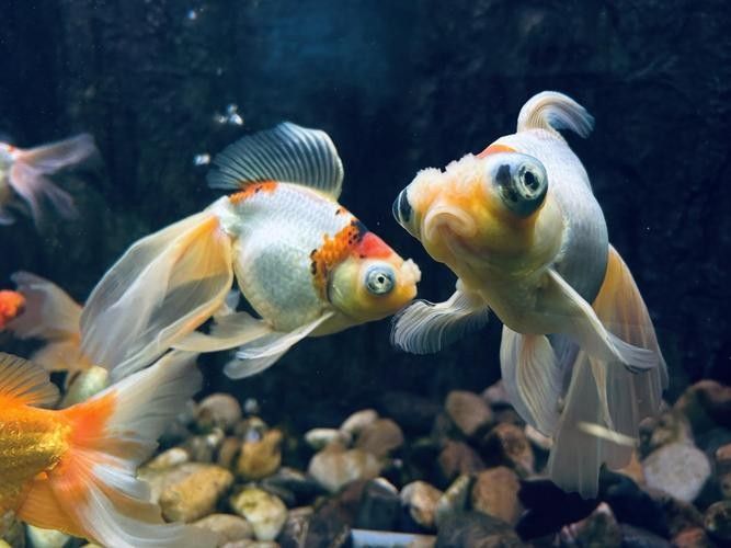 海南三亞金魚養殖的現狀及其面臨的挑戰，網友：這真是大自然的饋贈，臺風“蝴蝶”過后,眾多海貨被刮到海灘,網友:這真是大自然的饋贈