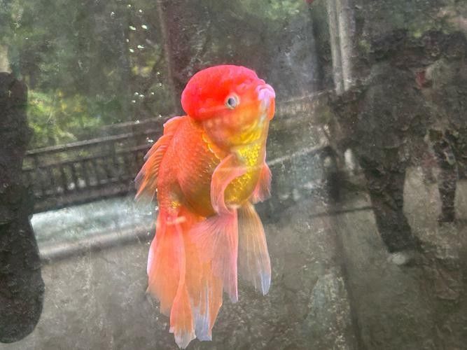 海南三亞金魚養殖的現狀及其面臨的挑戰，網友：這真是大自然的饋贈，臺風“蝴蝶”過后,眾多海貨被刮到海灘,網友:這真是大自然的饋贈