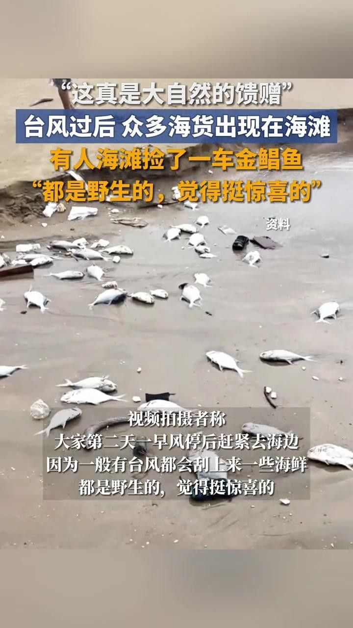 <strong><mark>海南</mark></strong>三亞金魚養殖的現狀及其面臨的挑戰，網友：這真是大自然的饋贈，臺風“蝴蝶”過后,眾多海貨被刮到海灘,網友:這真是大自然的饋贈