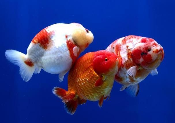 海南三亞金魚養殖的現狀及其面臨的挑戰，網友：這真是大自然的饋贈，臺風“蝴蝶”過后,眾多海貨被刮到海灘,網友:這真是大自然的饋贈