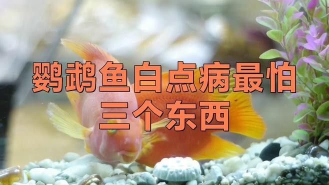 鸚鵡魚白點病最怕三個東西，萌寵保姆,01:55，財神鸚鵡魚最怕三個東西萌寵保姆鸚鵡魚最怕三個藥萌寵保姆
