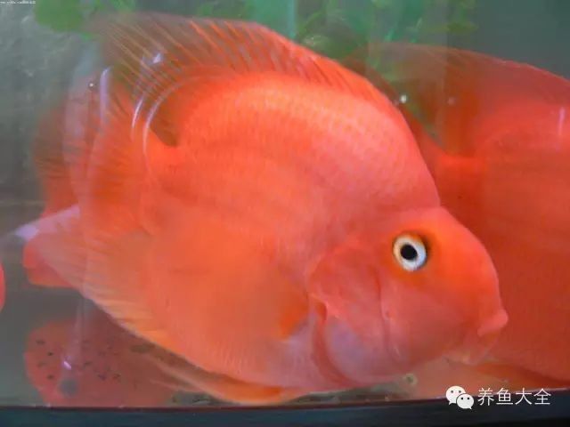 鸚鵡魚白點病最怕三個東西，萌寵保姆,01:55，財神鸚鵡魚最怕三個東西萌寵保姆鸚鵡魚最怕三個藥萌寵保姆