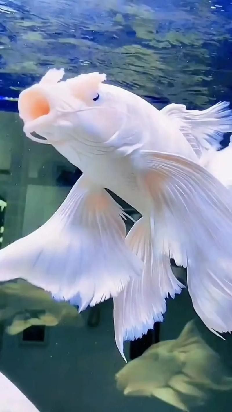 蝴蝶鯉飼養(yǎng)要點(diǎn)，(原創(chuàng))原創(chuàng))蝴蝶鯉怎么養(yǎng)