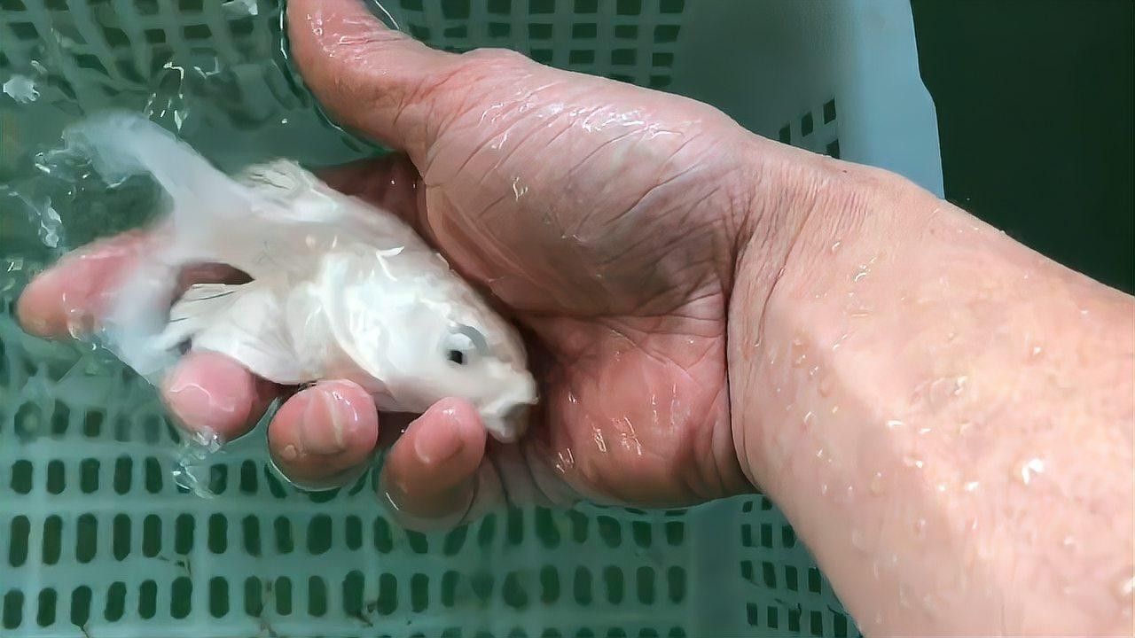 蝴蝶鯉飼養(yǎng)要點(diǎn)，(原創(chuàng))原創(chuàng))蝴蝶鯉怎么養(yǎng)