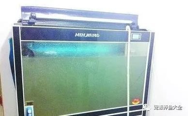 紅龍魚的壽命有多長，飼養(yǎng)者應(yīng)該注意什么，紅龍魚的壽命有多長