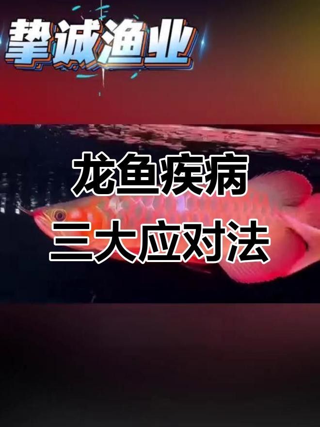 紅原金龍魚飼養的禁忌，紅原金龍魚養殖的禁忌