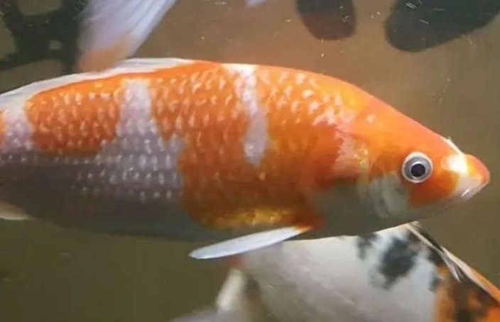 錦鯉多久加一次鹽，養錦鯉多久加一次鹽寵物網聽