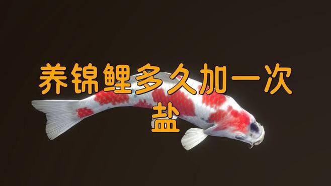 錦鯉多久加一次鹽，養錦鯉多久加一次鹽寵物網聽