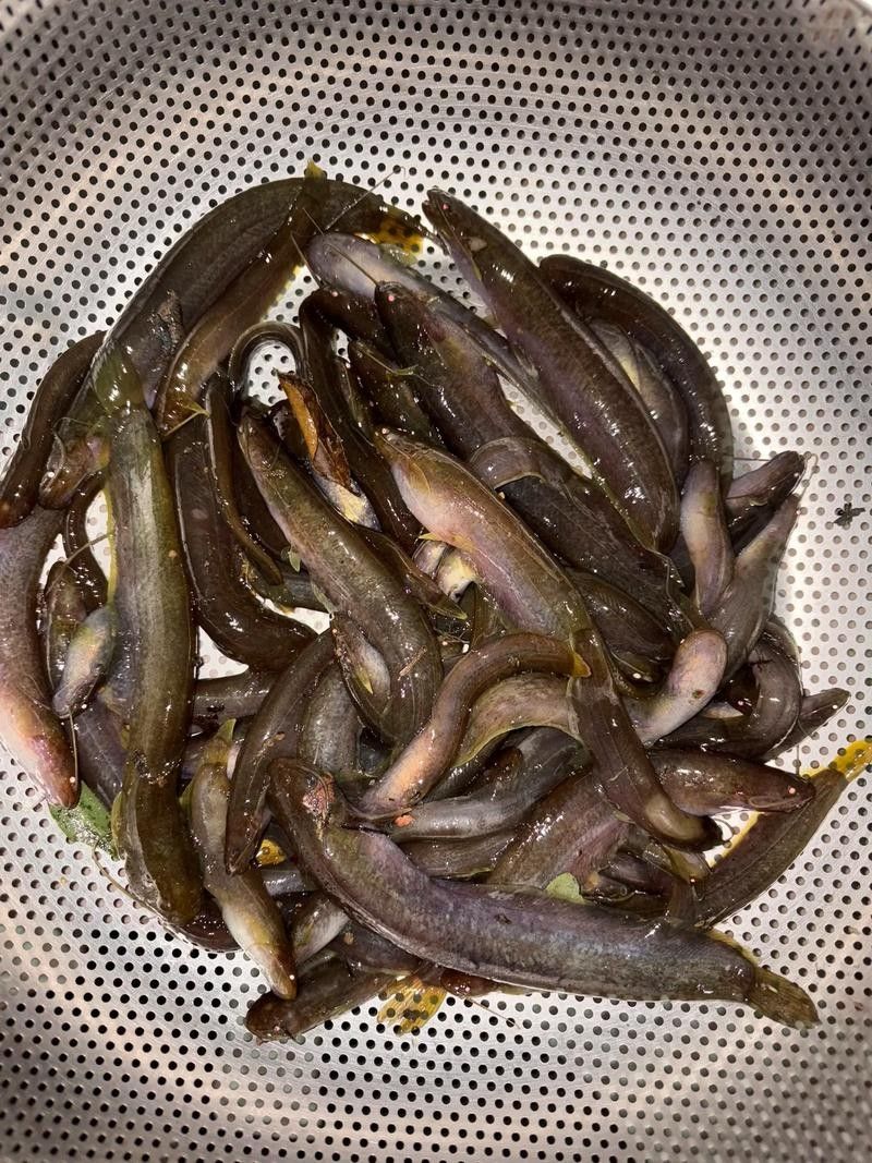 井岡山石魚鯰魚的營養價值，井岡山石魚和鯰魚的營養價值