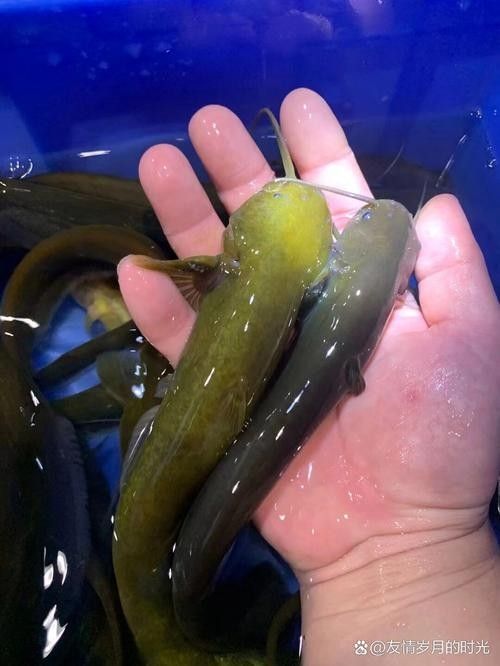 井岡山石魚鯰魚的營養價值，井岡山石魚和鯰魚的營養價值
