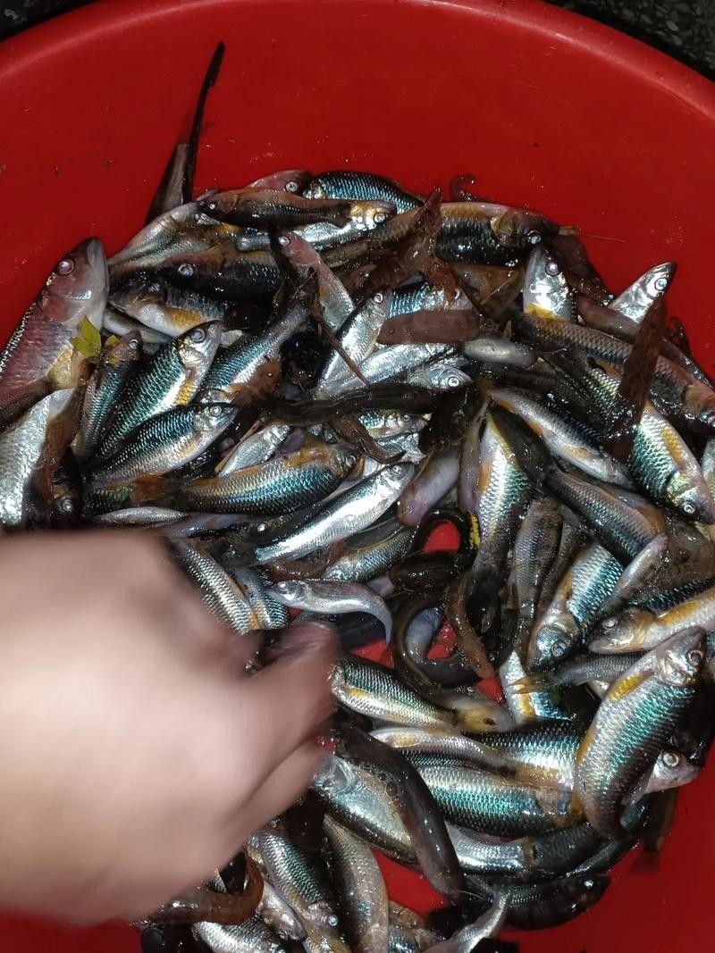 井岡山石魚鯰魚的營養價值，井岡山石魚和鯰魚的營養價值