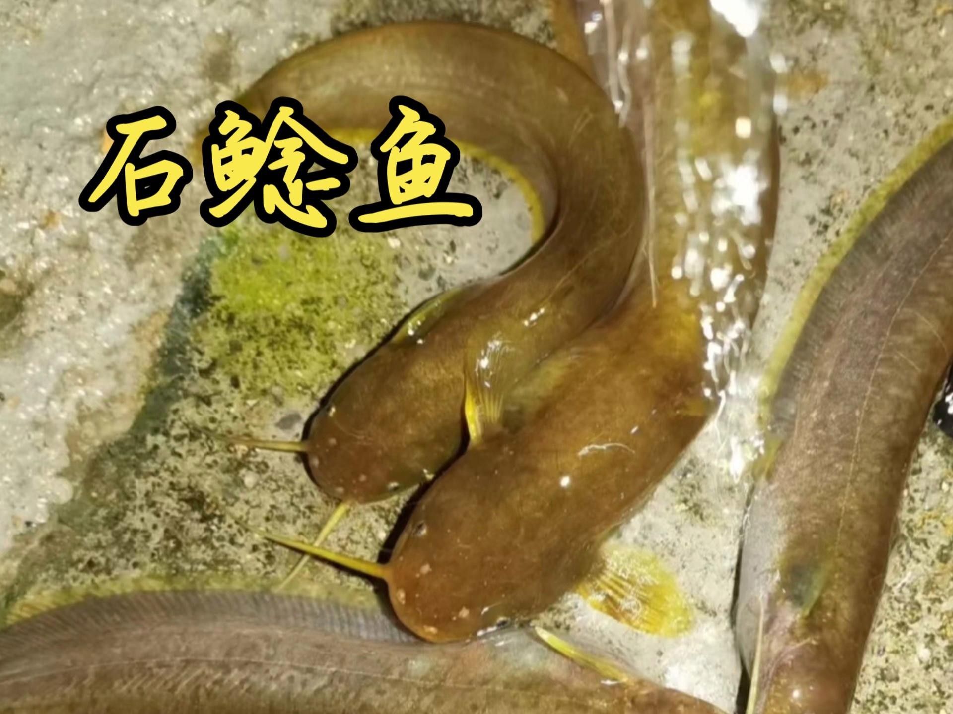 井岡山石魚鯰魚的營養價值，井岡山石魚和鯰魚的營養價值