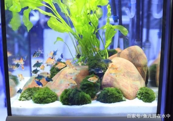 紅龍魚品種有哪些？，如何選擇紅龍魚品種