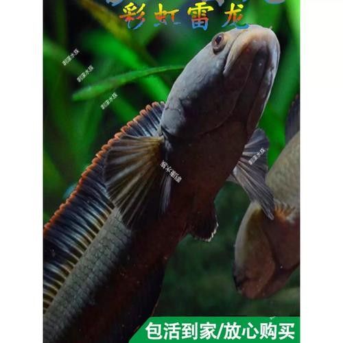 南鱧雷龍魚的價(jià)格，南鱧雷龍魚價(jià)格在亞洲水域中常見的淡水魚類