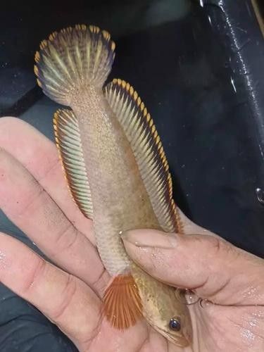 南鱧雷龍魚的價(jià)格，南鱧雷龍魚價(jià)格在亞洲水域中常見的淡水魚類