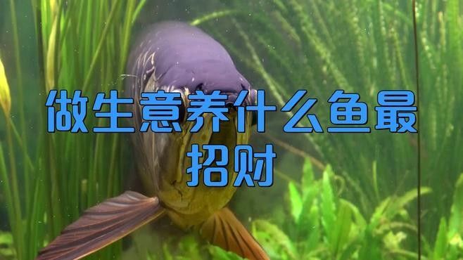 龍魚(yú)與錦鯉哪個(gè)更招財(cái)，龍魚(yú)與錦鯉哪個(gè)更招財(cái)影招財(cái)，家里養(yǎng)什么魚(yú)最招財(cái)