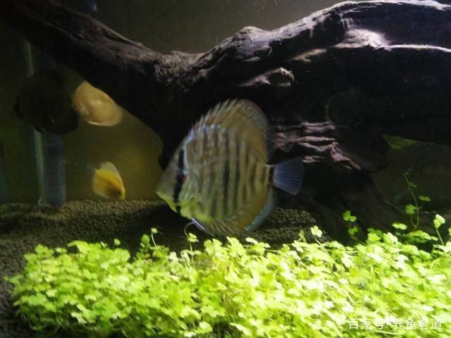 夏季魚缸在陽臺怎么防高溫，夏天魚缸在陽臺怎么防高溫